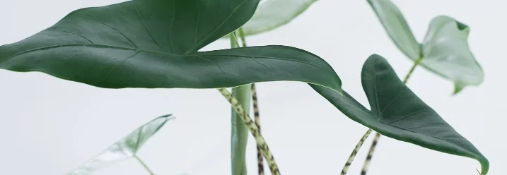 Die Pflanze Alocasia Zebrina mit gestreiften Stielen